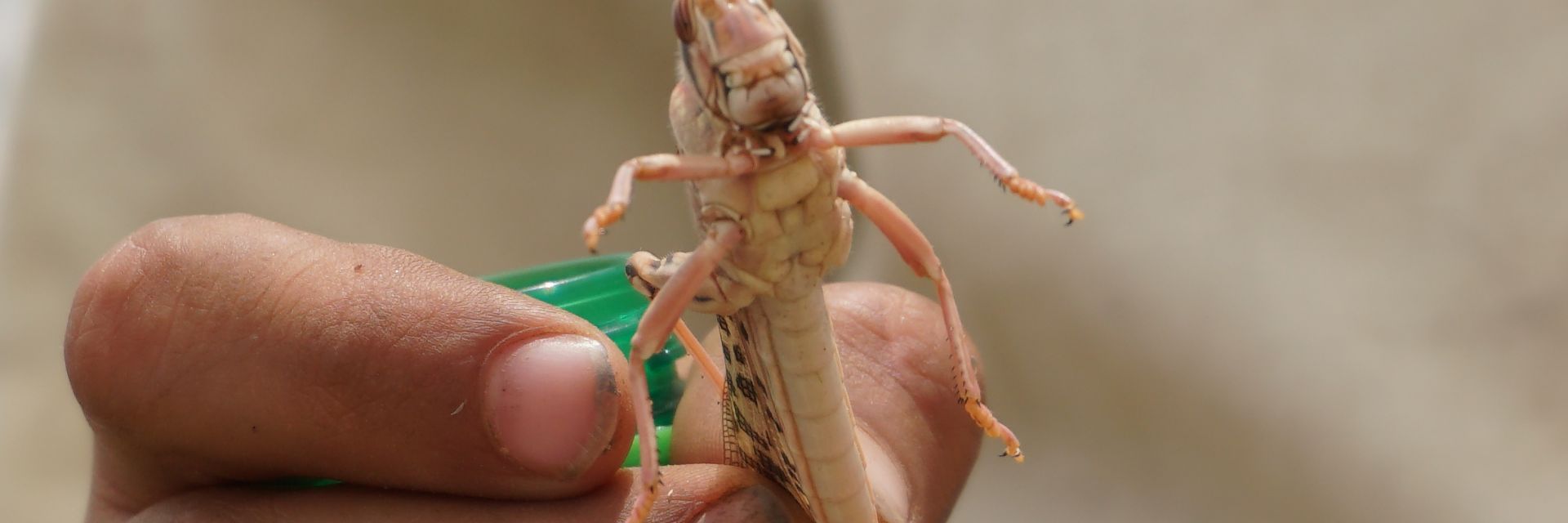 Ята скакалци опустошиха части от Северна Кения (видео)