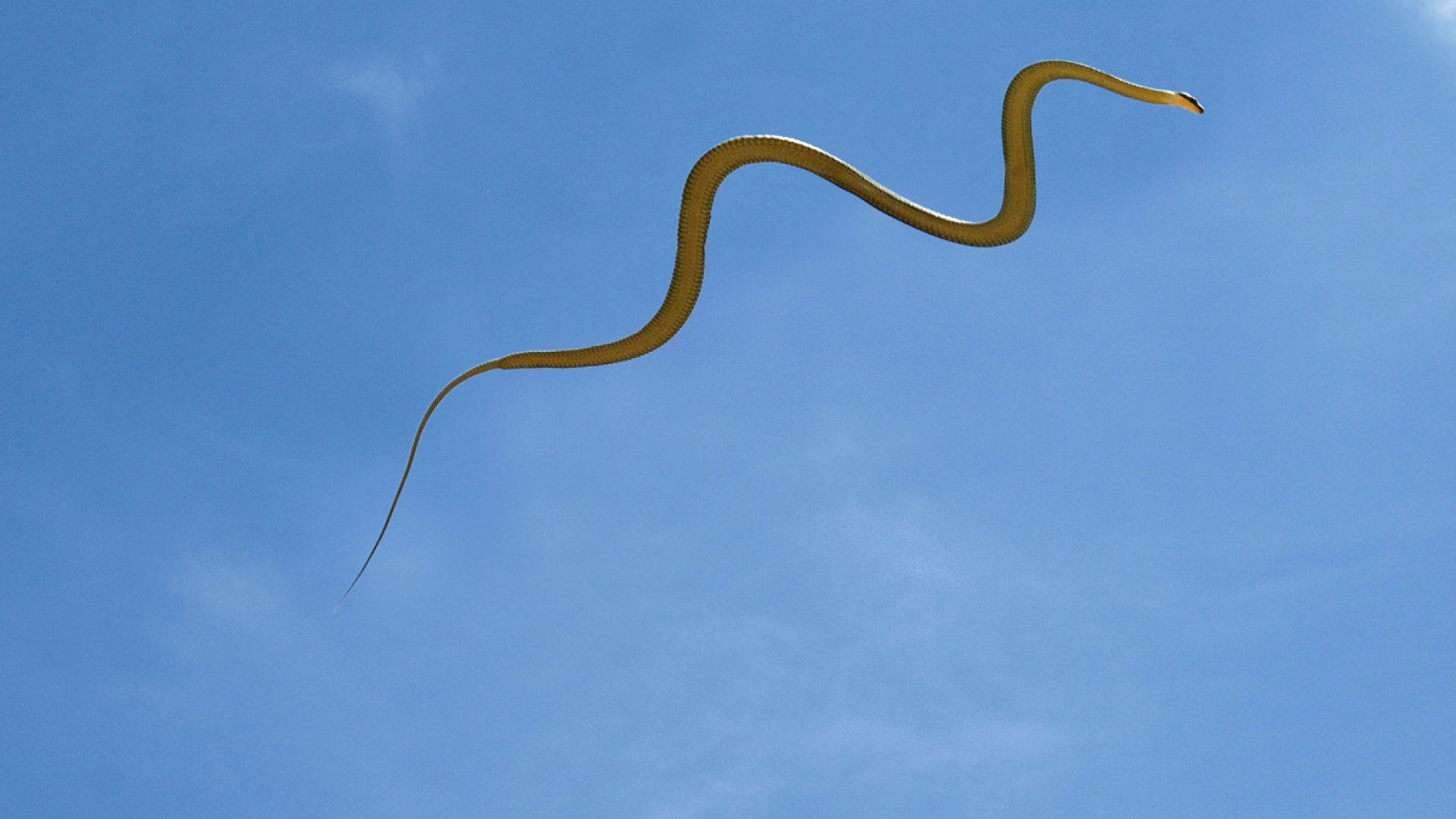 Учени установиха как някои змии летят
