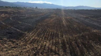 Пожар изпепели 500 декара пшеница и комбайн край Септември (снимки)