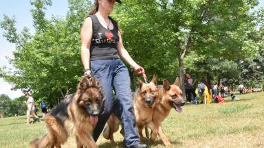 Пет деца са били нападнати и ухапани от домашно куче