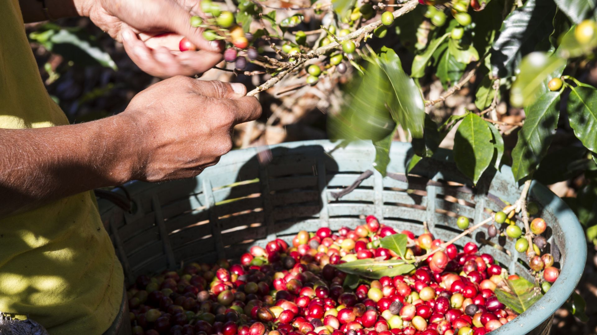 Реколтата от кафе на Коста Рика може да остане неприбрана