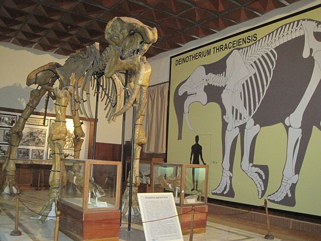 Палеонтологичен музей Асеновград 