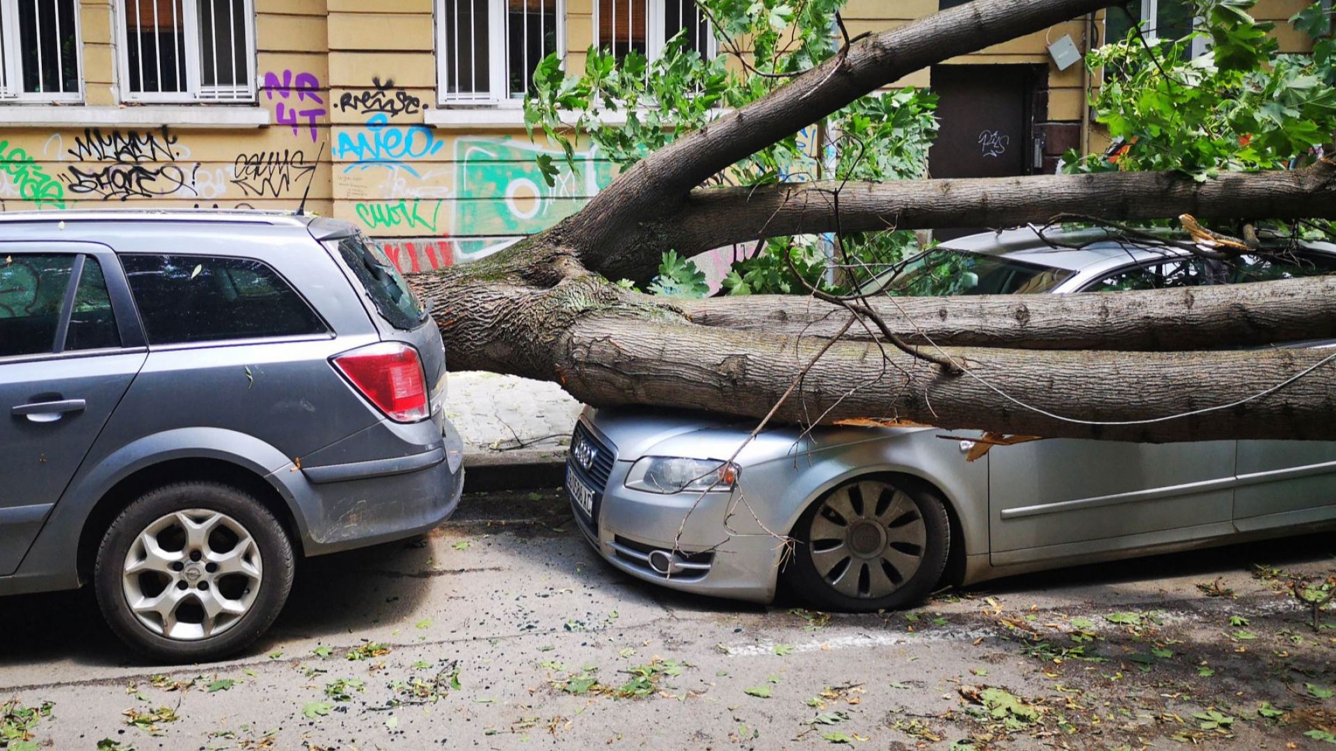 След бурята в София - клон падна и удари човек, дърво затисна коли (снимки)
