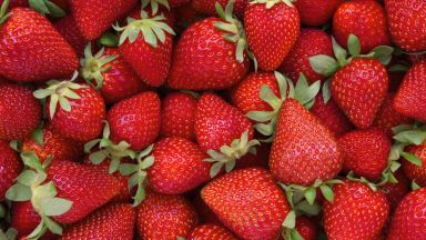 Безработните финландци берат ягоди по време на пандемията