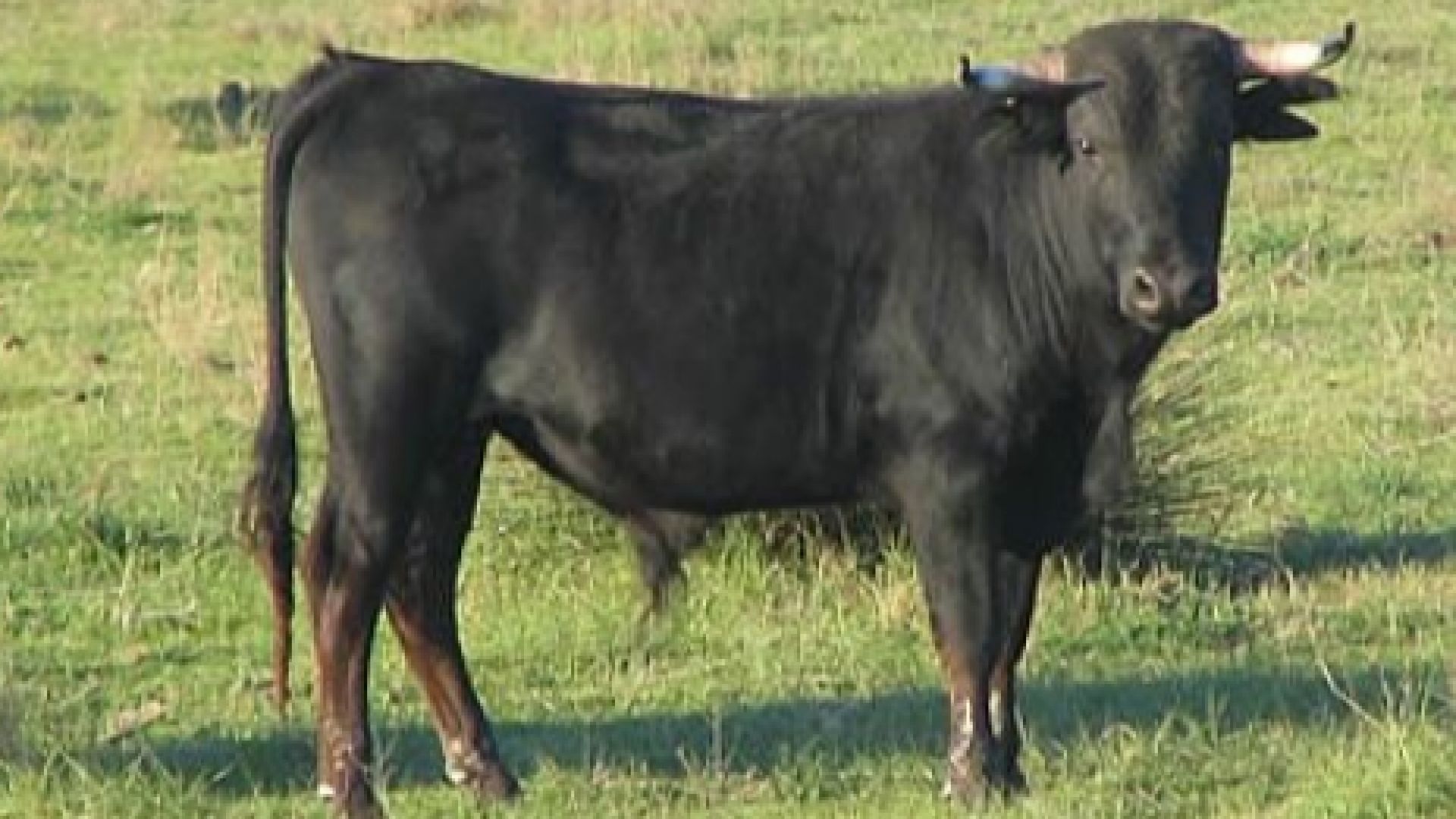 Разярен бик наръга в корема работник в Монтанско