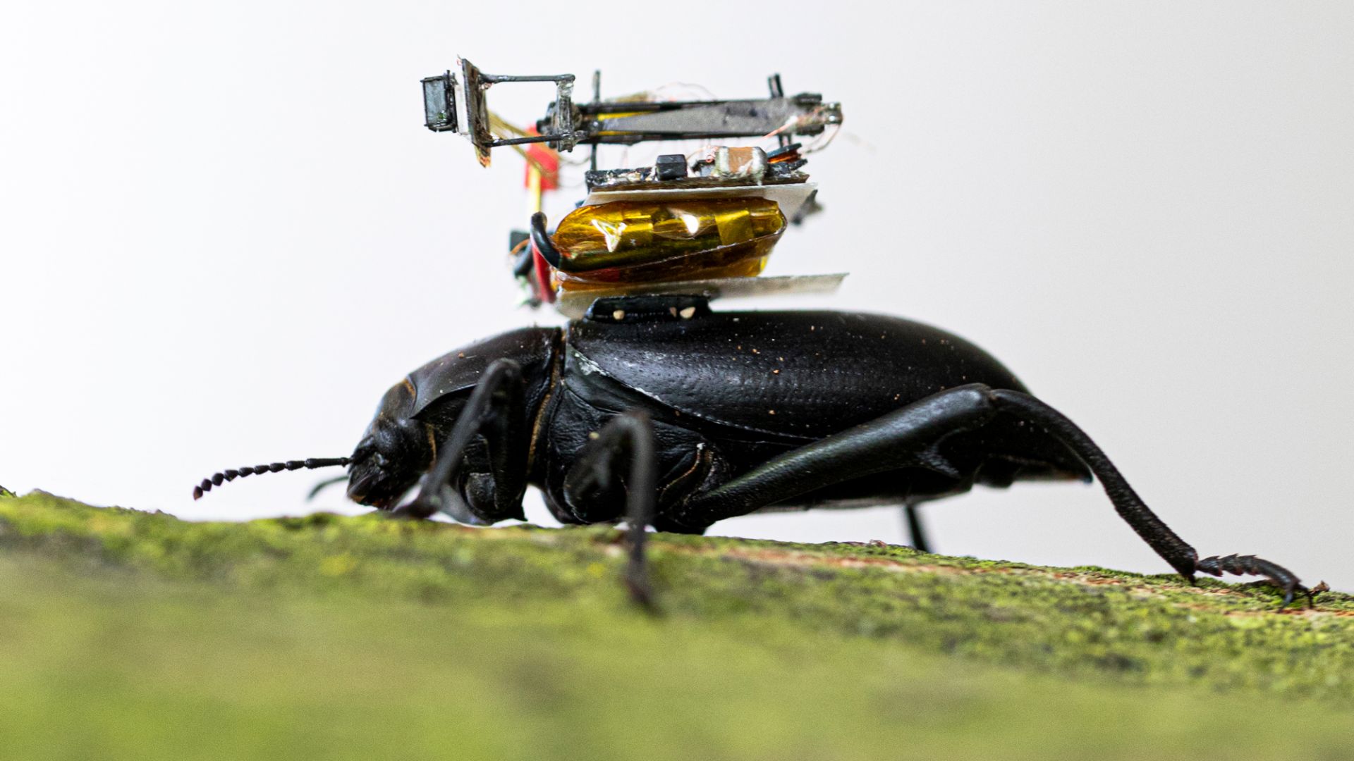 Учени поставят миниатюрни камери върху бръмбари