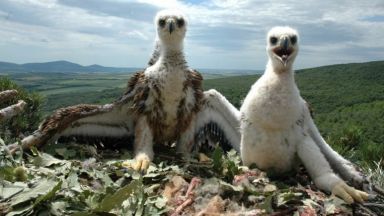 Царски орел е прострелян край Ямбол съобщиха от Българското дружество