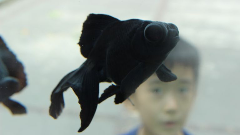 Разкриха тайните на черните риби в океанските дълбини