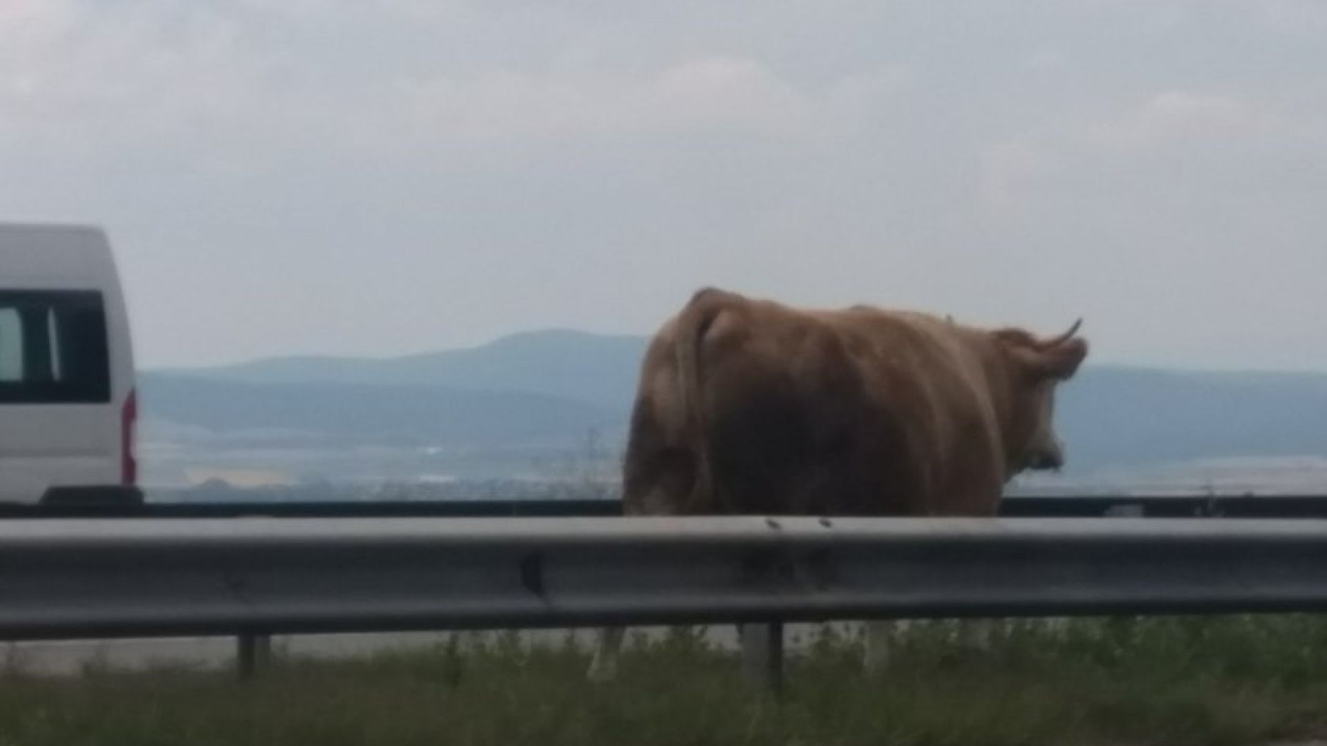 Бременна крава заседна между мантинелите на магистрала "Тракия"