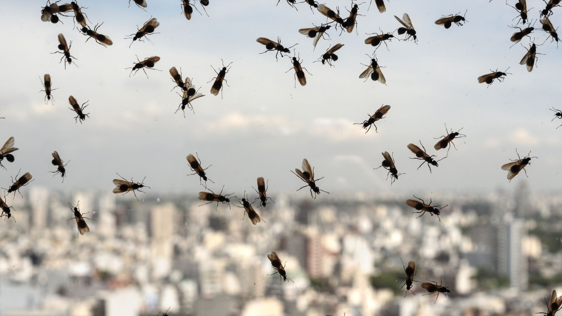 Летящи мравки объркаха  радар на метеорологичната  служба в Англия