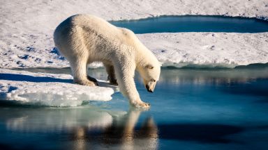 Отново аномална "жега" в Арктика