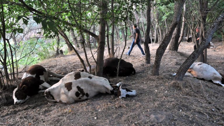 Стадо крави изгоря при пожар в село Белица, община Любимец.