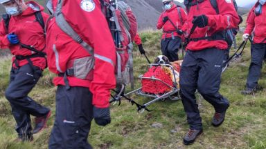 Спасители свалиха ранен Санбернар от най-високия връх в Северозападна Англия (видео)
