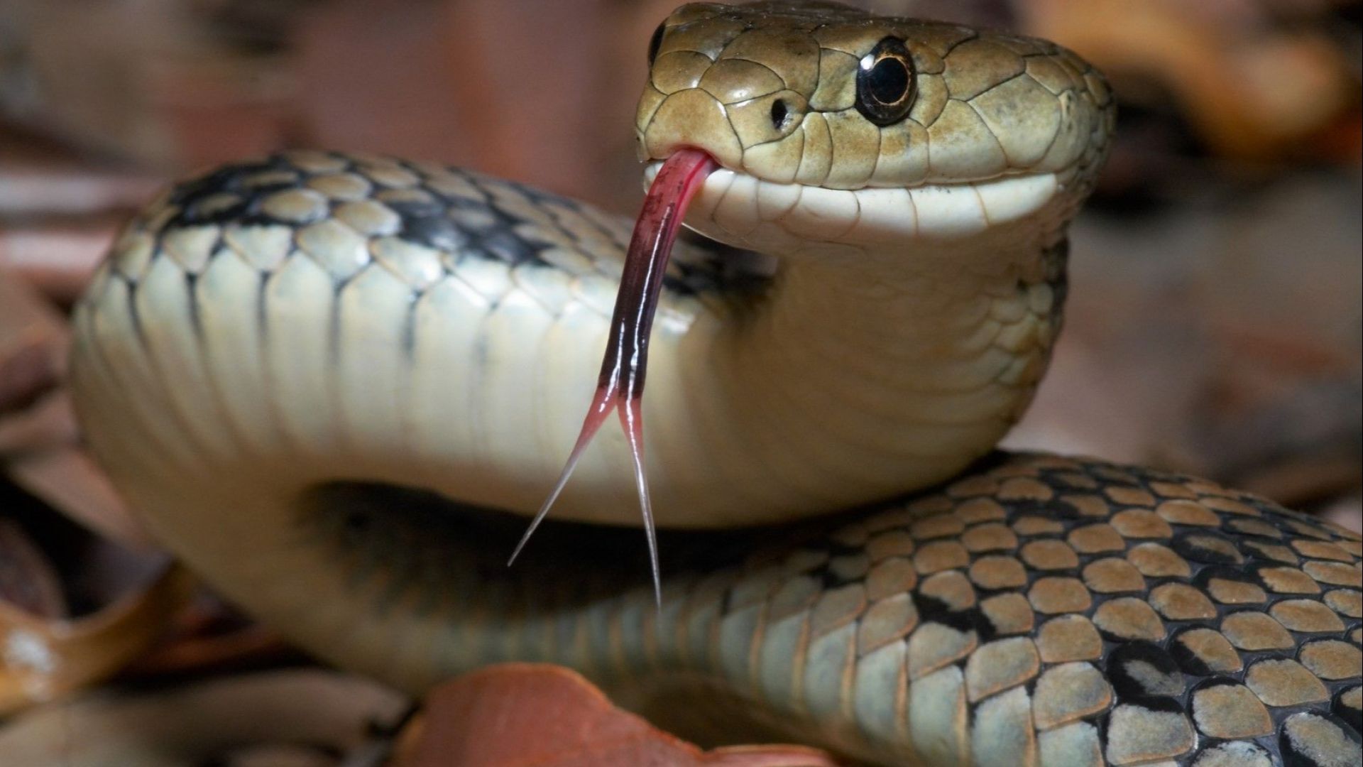 Община Варна нае ловец на змии заради зачестили появи на влечуги в града