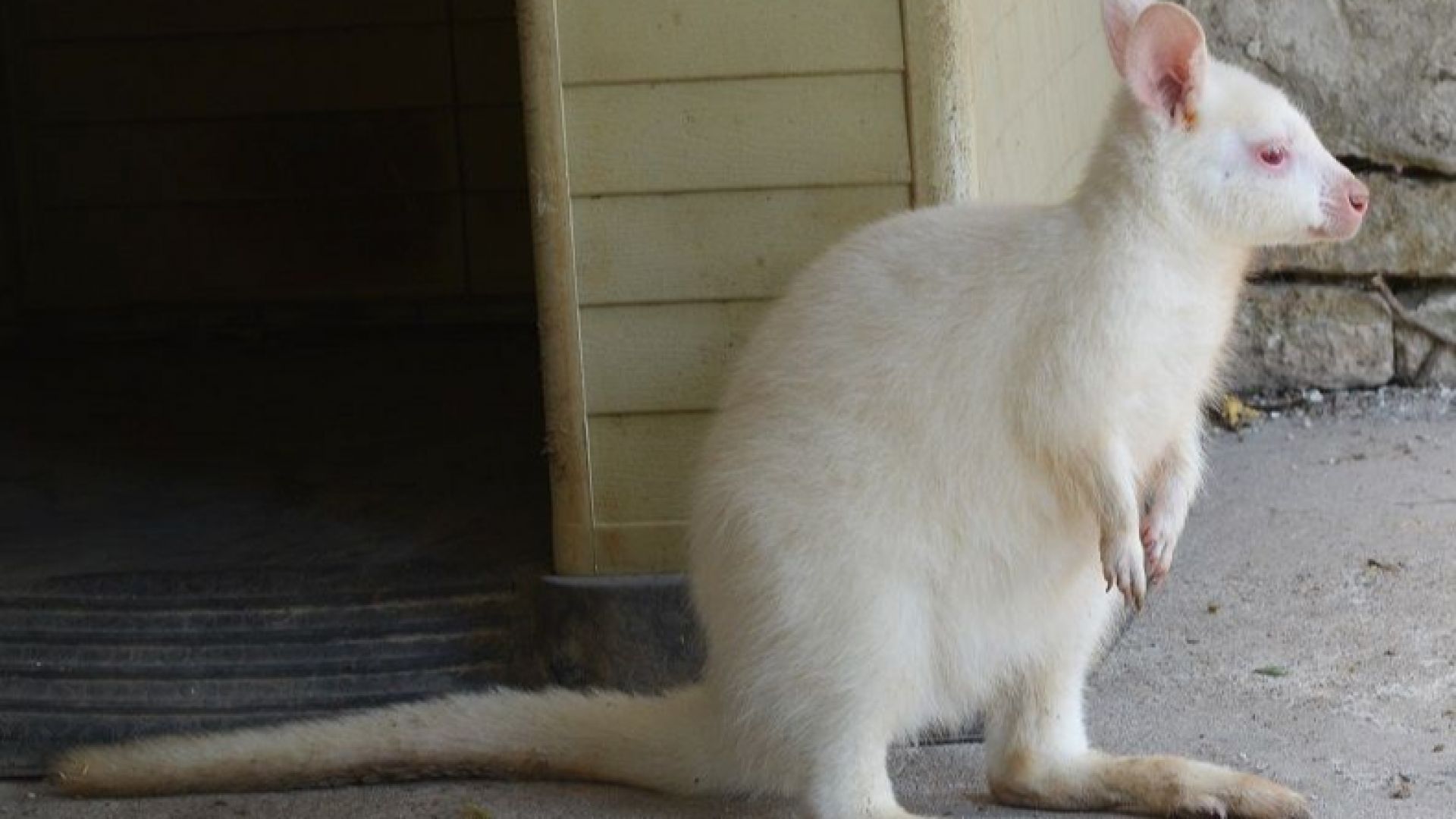 Кенгуру албинос е най-новият обитател на зоопарка в Павликени