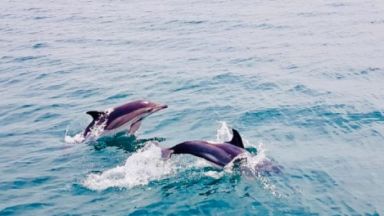Делфини зарадваха плажуващи в Бяла