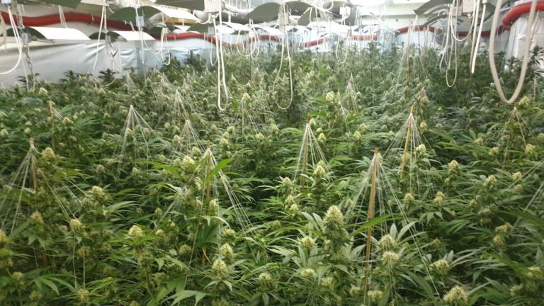 Голяма лаборатория за наркотици е разбита в столичния квартал Кремиковци