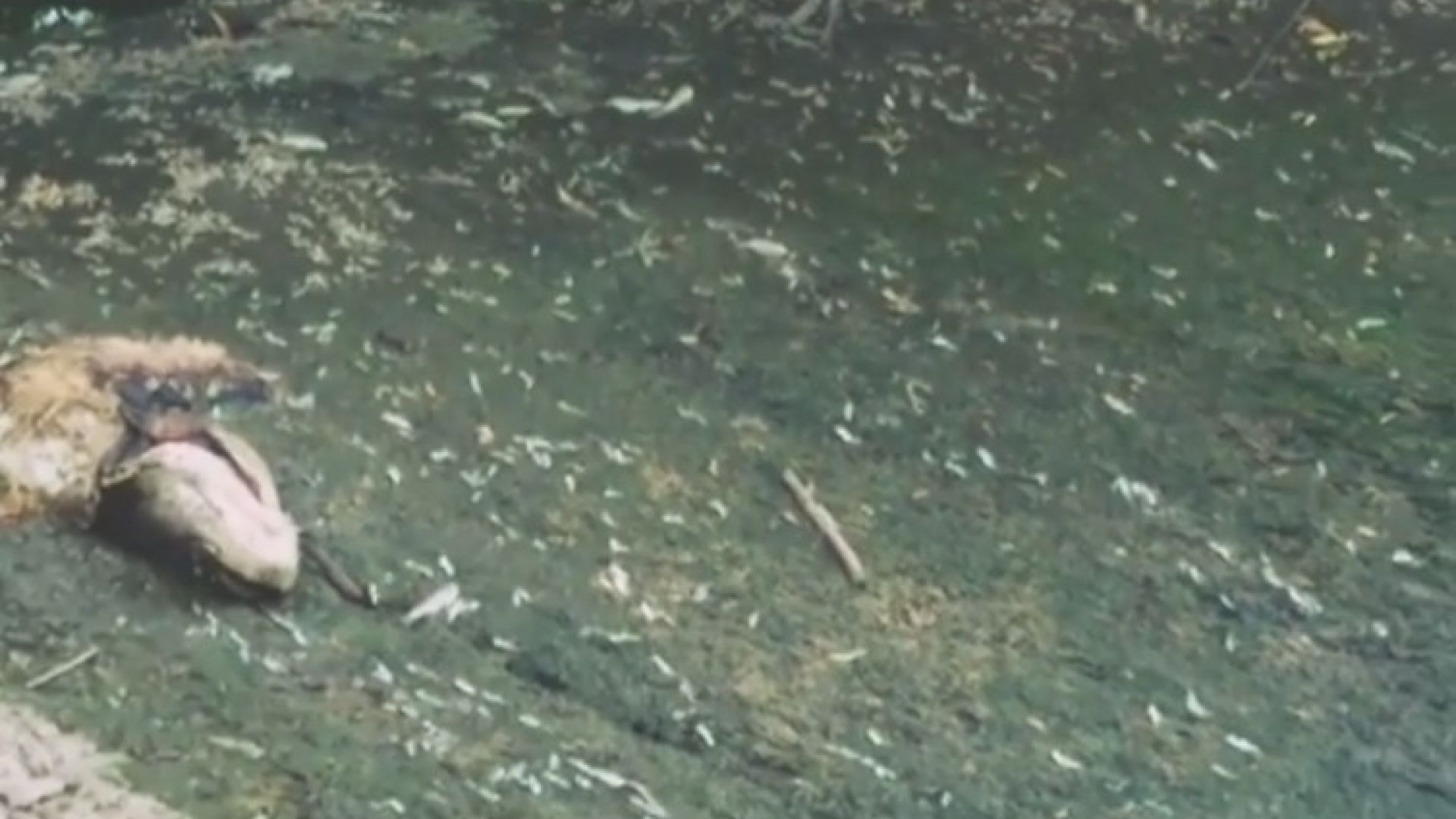 Тонове умряла риба изплуваха в река Осъм