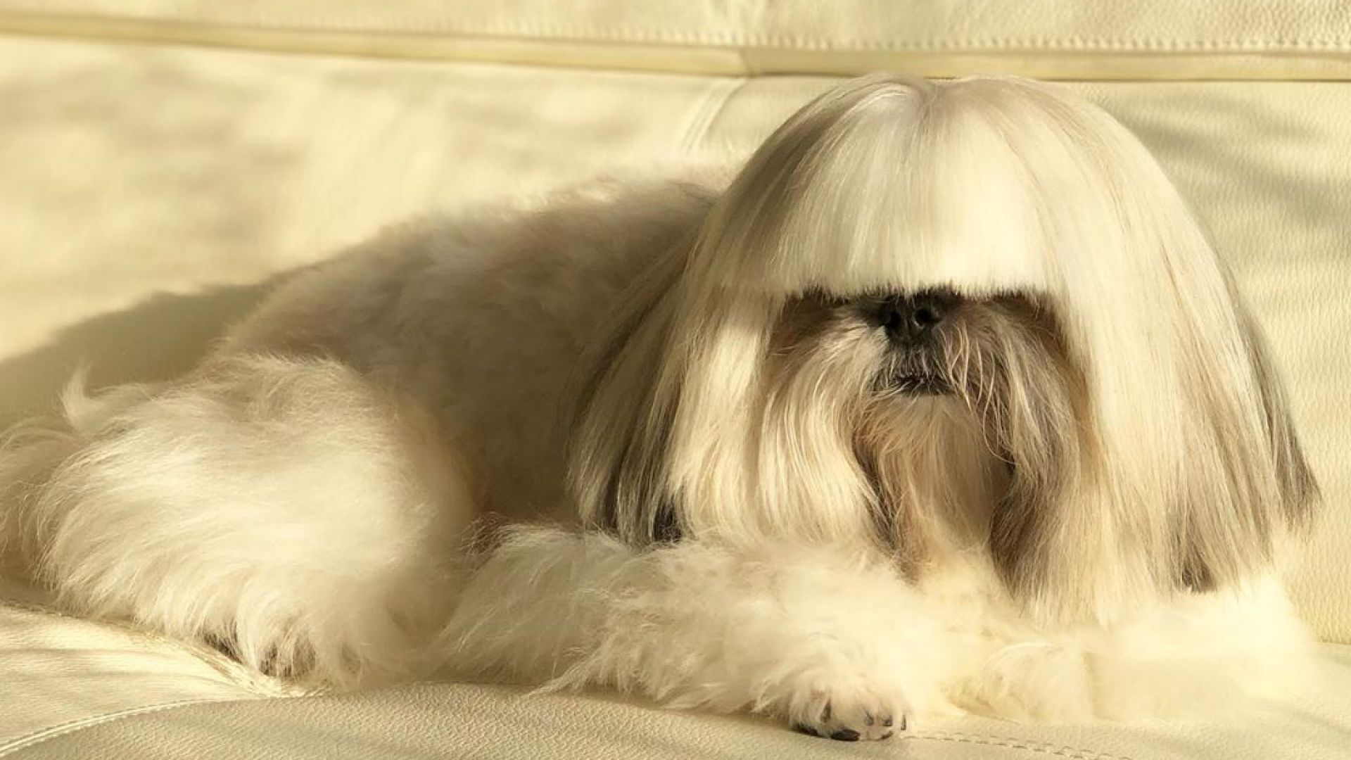 Куче с прическата на Лейди Гага е хит в мрежата