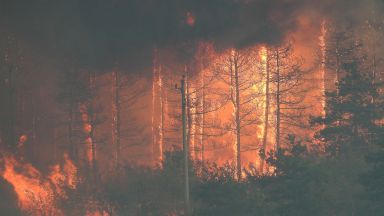 Горски пожар в боров масив е възникнал между селата Студена