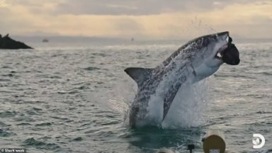 Акула уби жена и рани тежко мъж на австралийски плаж