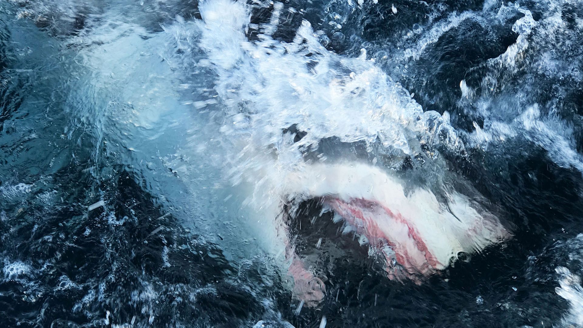 Уникално видео: Акула-човекоядец направи 4,5-метров скок над водата