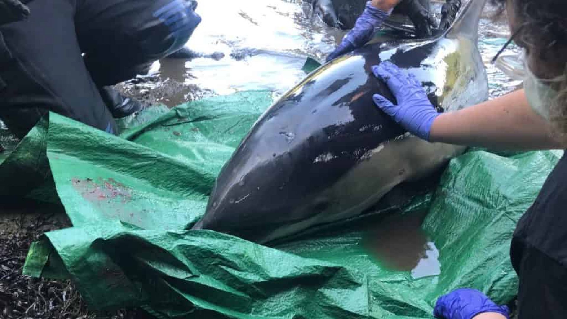 Спасиха заседнал делфин след 5-часова операция (видео)