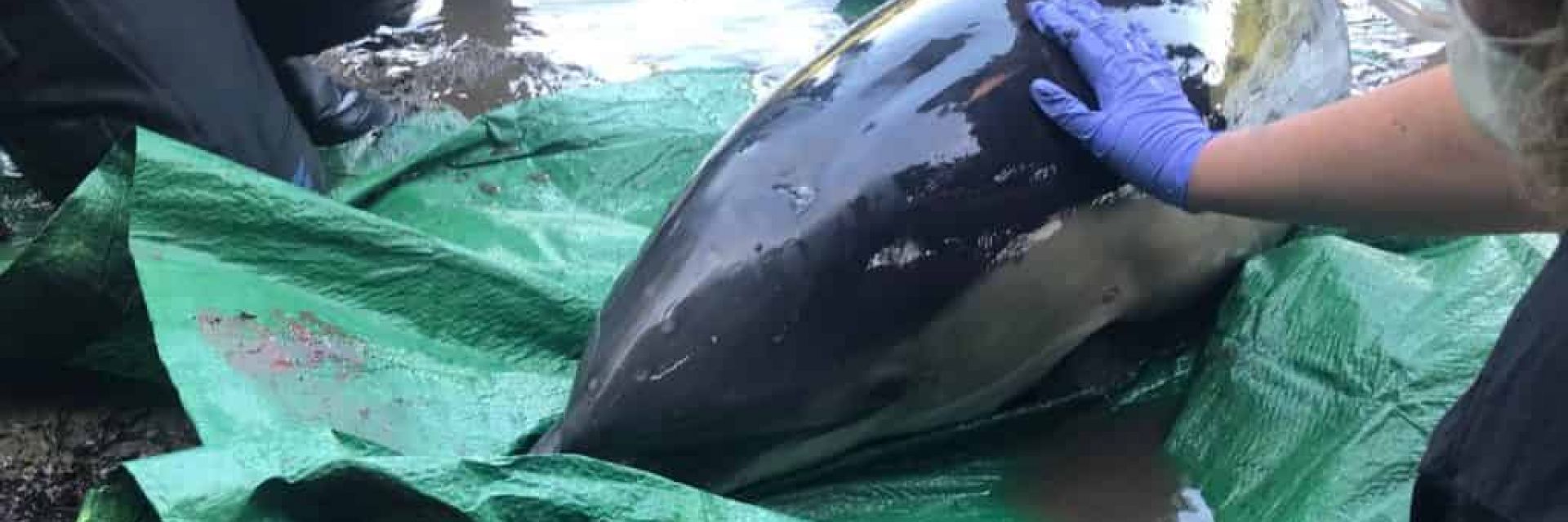 Спасиха заседнал делфин след 5-часова операция (видео)