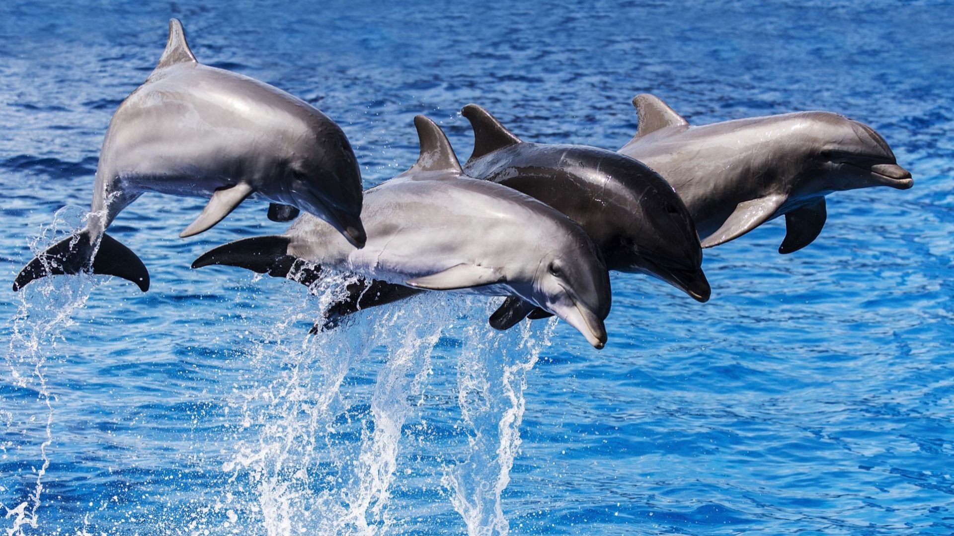 Стотици делфини преминаха зрелищно край калифорнийско градче (видео)