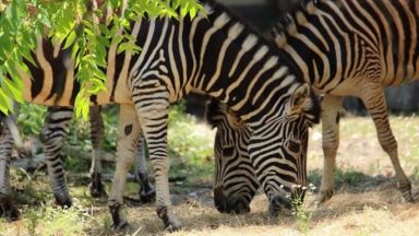 Софийският зоопарк получи стадо равнинни зебри (снимки)