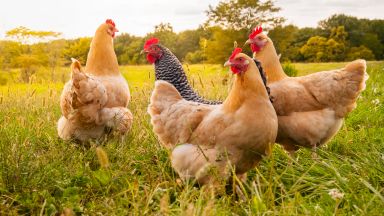 Изкуственият интелект може да преведе звуците на пилетата 