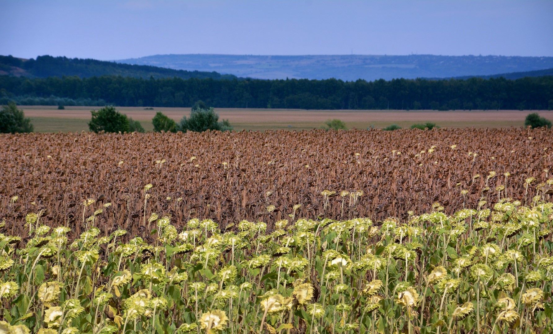  Посевите от слънчоглед и царевица във Варненско са в плачевно състояние. Според земеделци, сушата е причината да ожънат или нищо, или до около 50 килограма зърно на декар вместо 300-400 килограма както в добрите години, 13 август