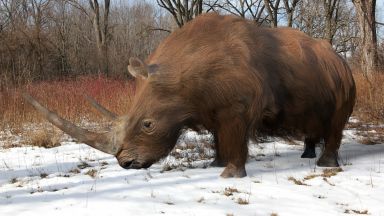 Вълнестият носорог е станал жертва на затоплянето както мамута