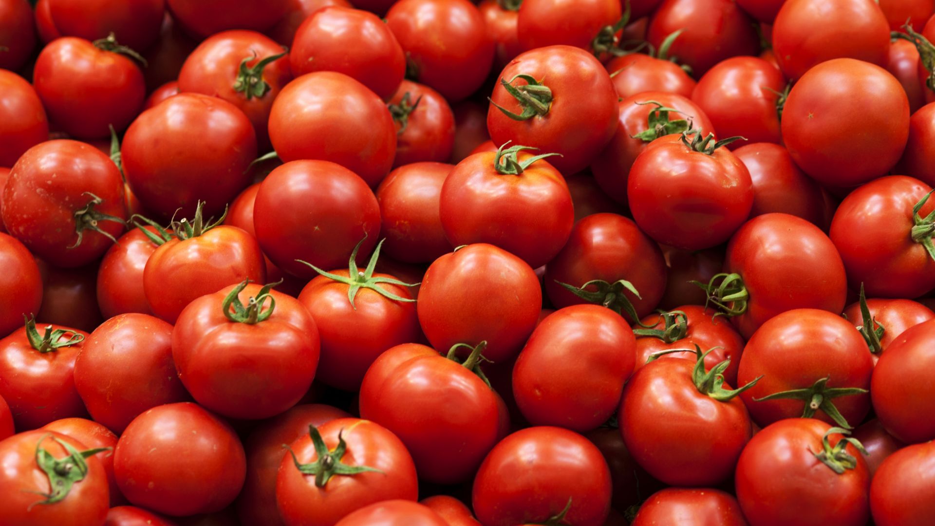 Сериозен скок на цената на доматите, отглеждани на открито