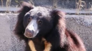 Подхвърлени солети и бисквити пратиха мечката Лиам от столичния зоопарк