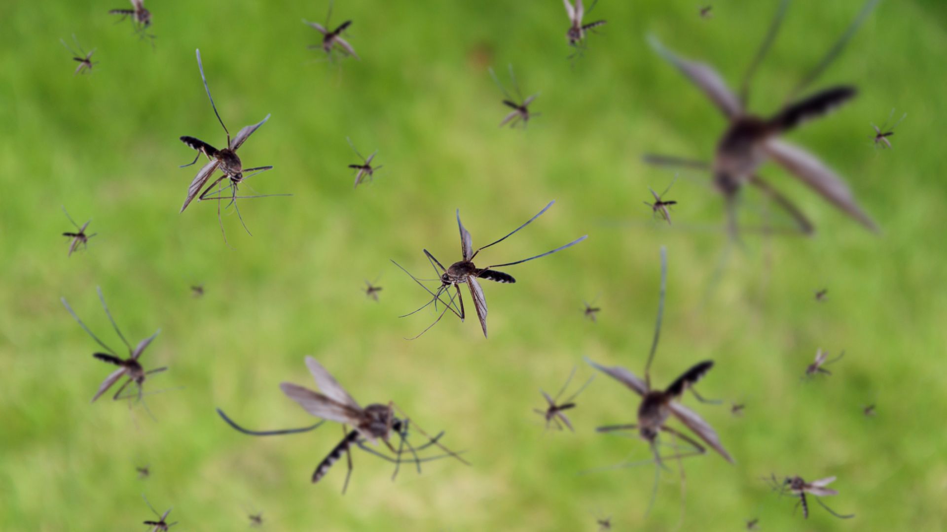 Учени превръщат комари във "вечни тийнейджъри", за да контролират популацията им