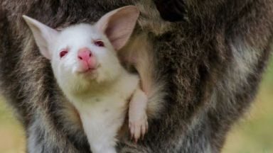 Миниатюрно бебе кенгуру албинос изчезна от зоологическата градина в гр
