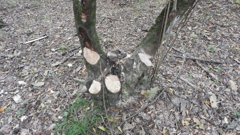 Бивакуването на чалга туристи в Странджа е по-сериозен проблем от