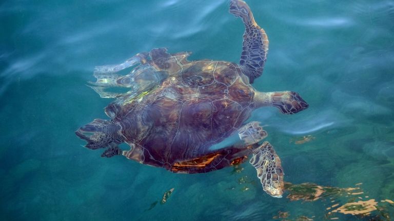 Изтузу бийч в Турция доказа, че заслужава прозвището си Плажа