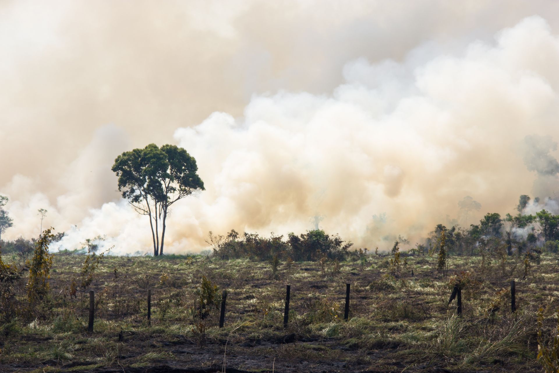 Емисиите на СО2 от горски пожари са достигнали рекордни нива това лято