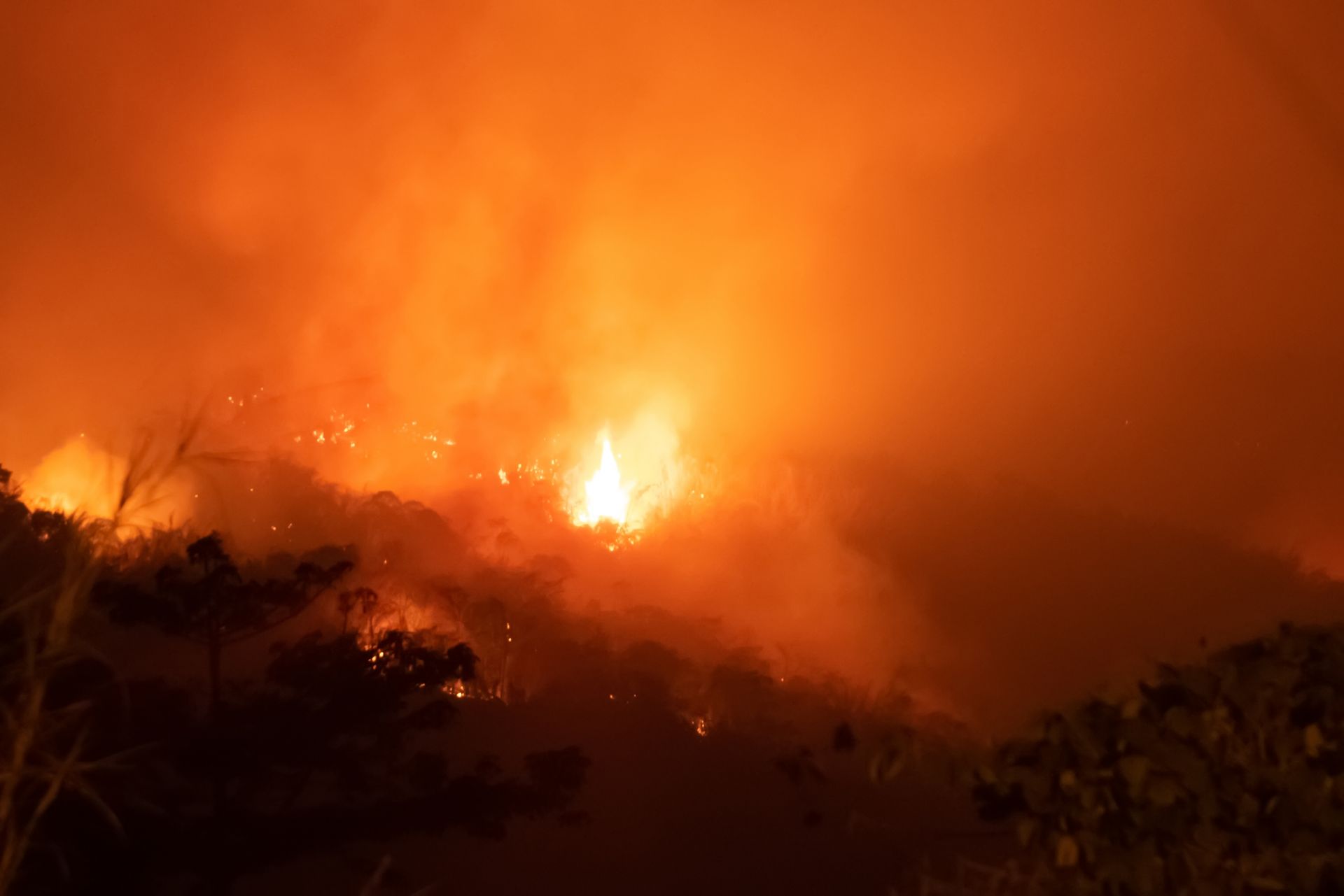 16 футболни игрища: гори с такава площ изчезват за една минута на планетата ни заради  пожари