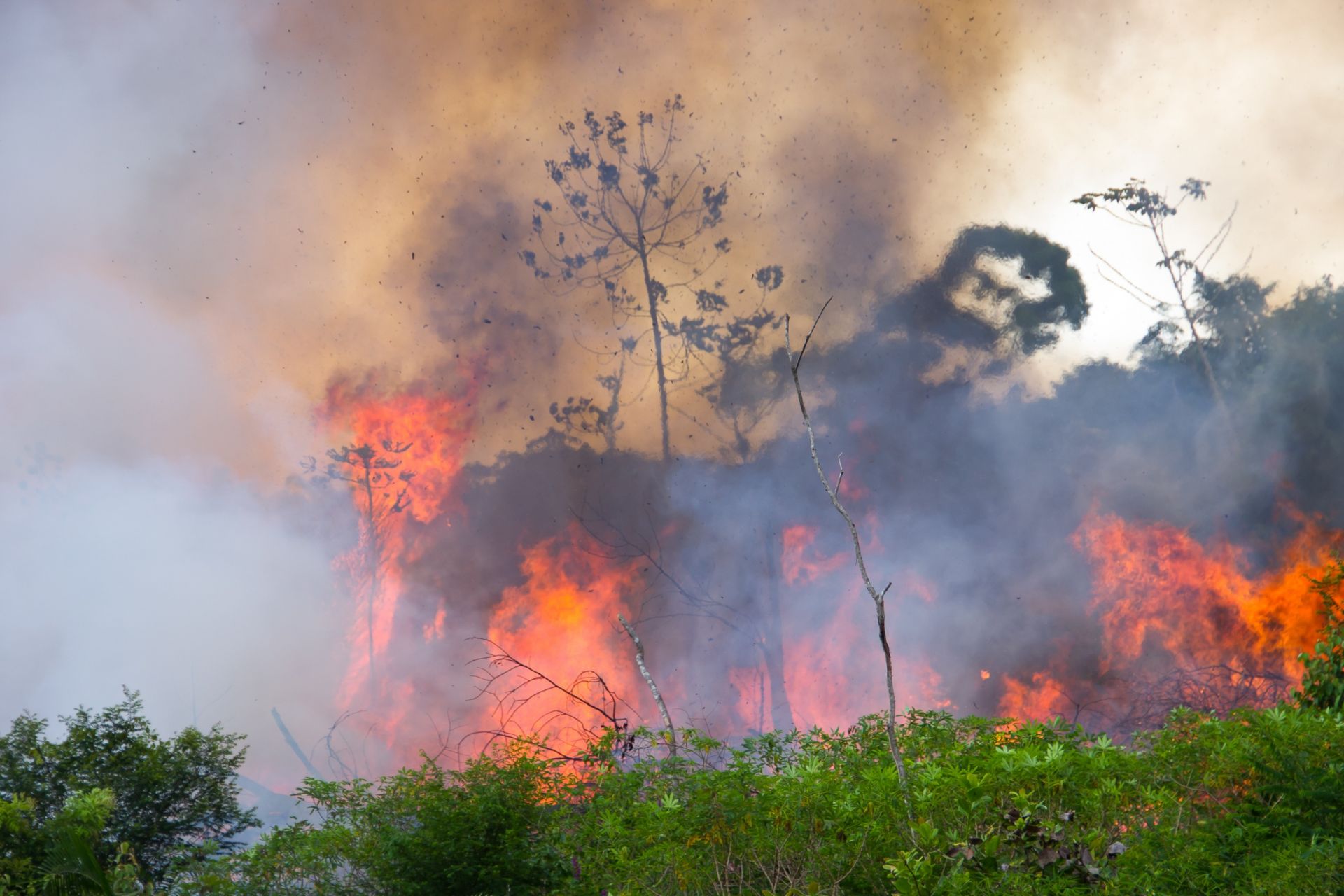 Спътниково проучване: горските пожари в умерения пояс отделят рекордни количества въглерод