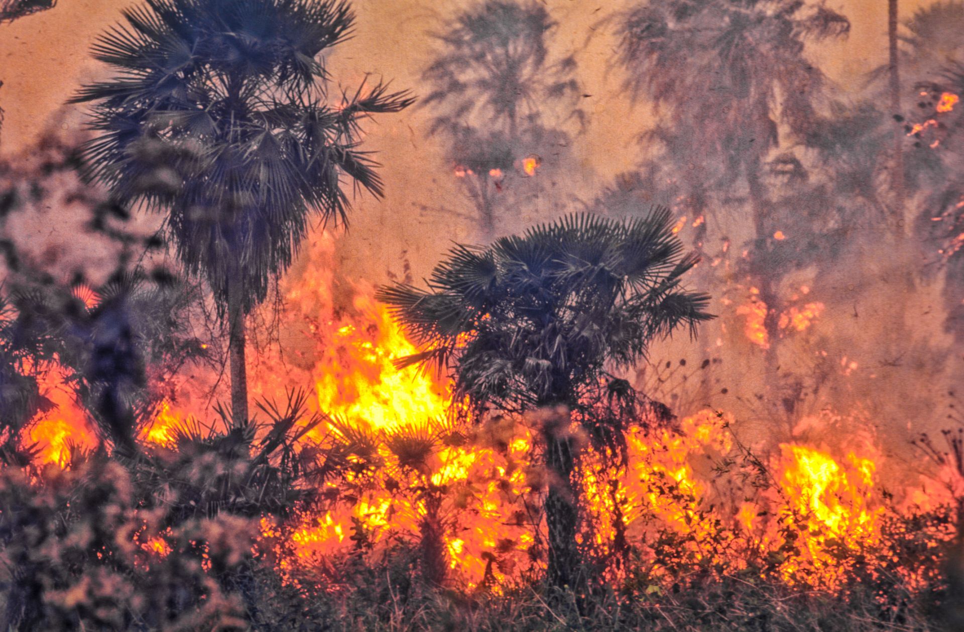 Спътниково проучване: горските пожари в умерения пояс отделят рекордни количества въглерод