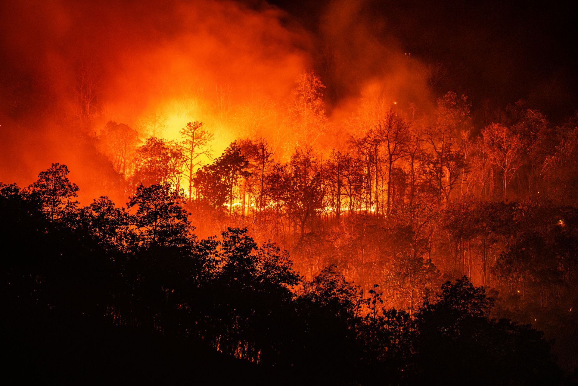 16 футболни игрища: гори с такава площ изчезват за една минута на планетата ни заради  пожари