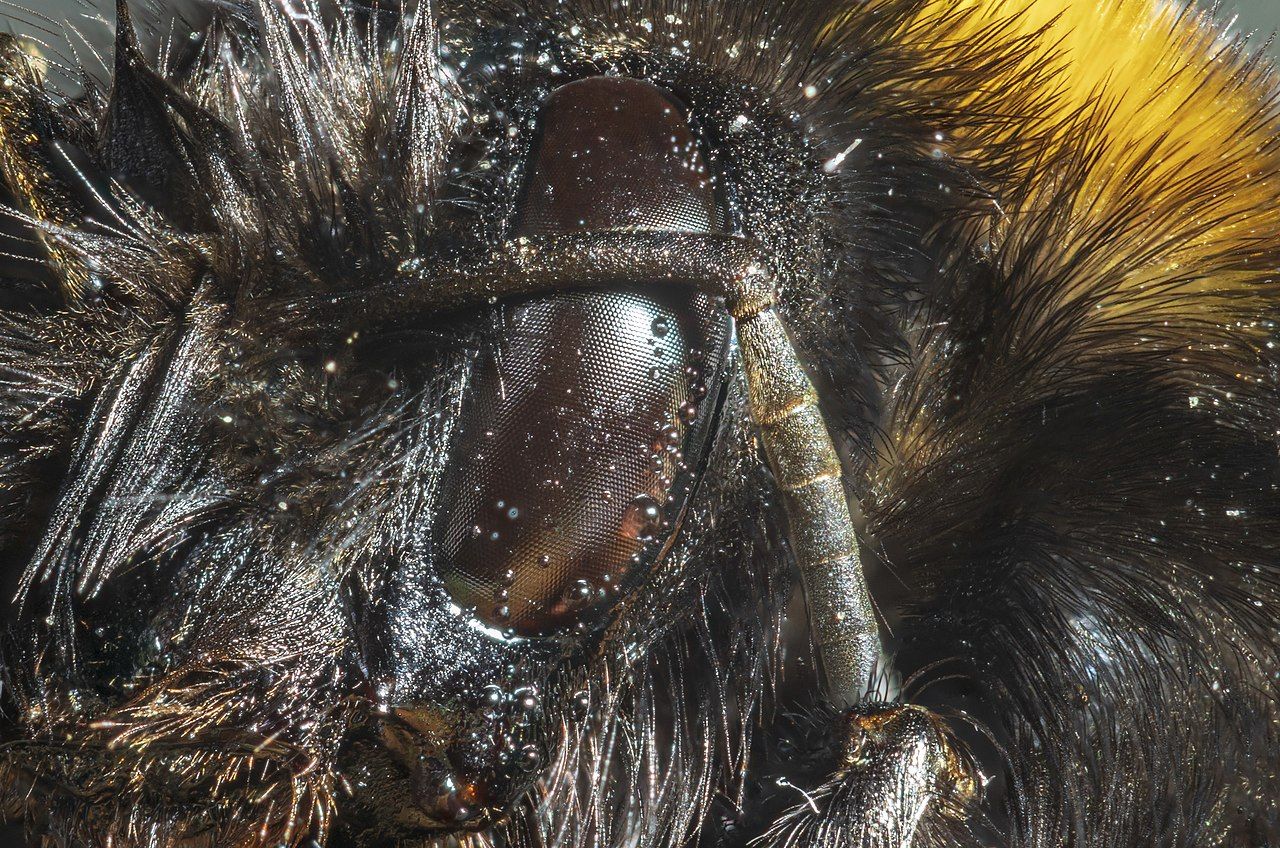 Окото на пчела