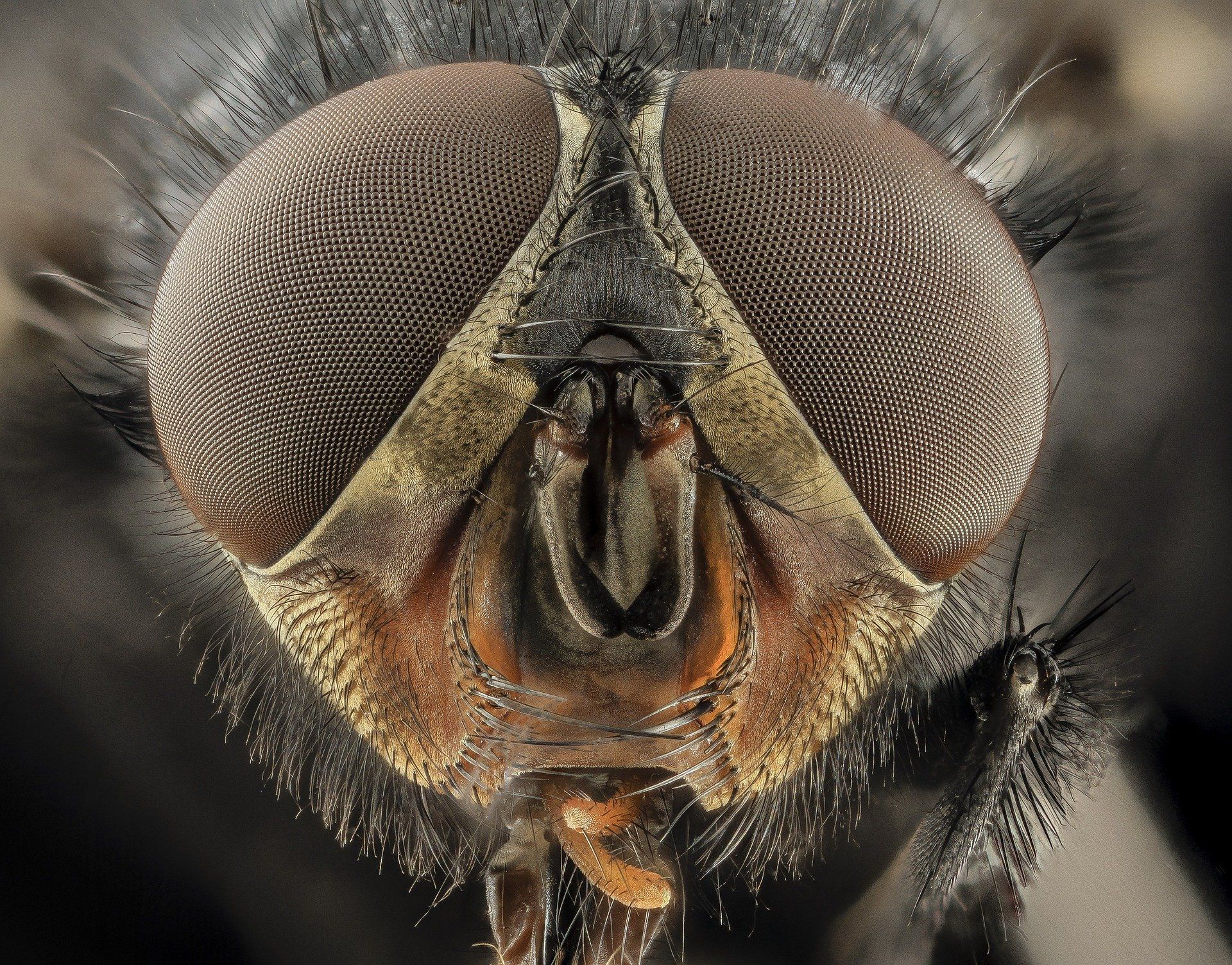 Очите на муха