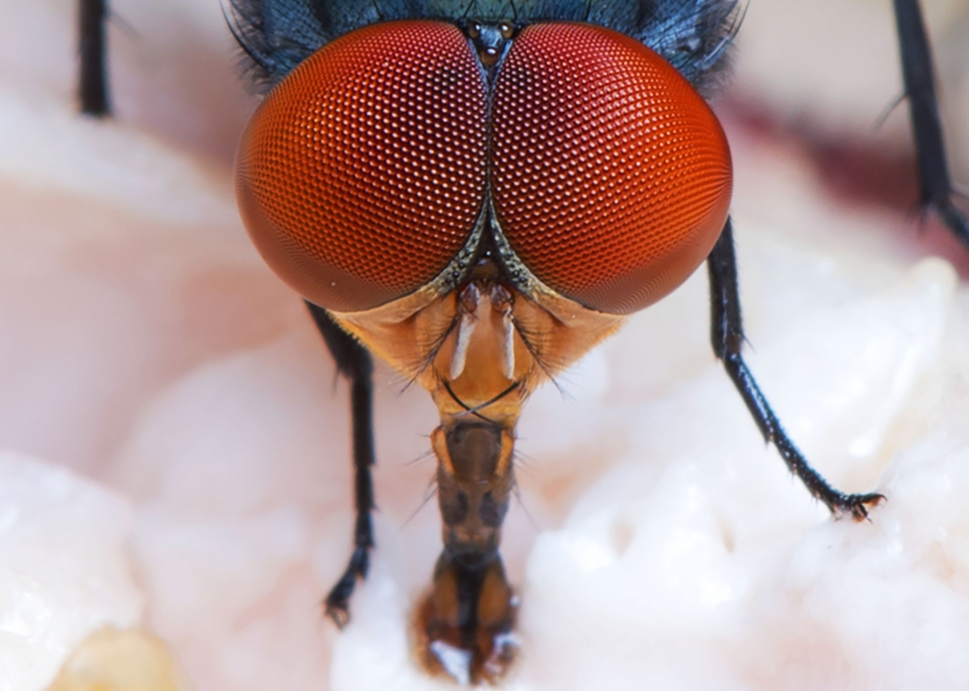 Очите на муха