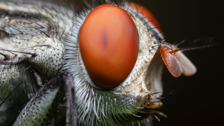 Какво знаем за сложните очи на насекомите (снимки)