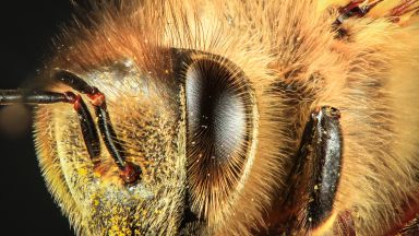 Южноафрикански пчели могат да се клонират милиони пъти