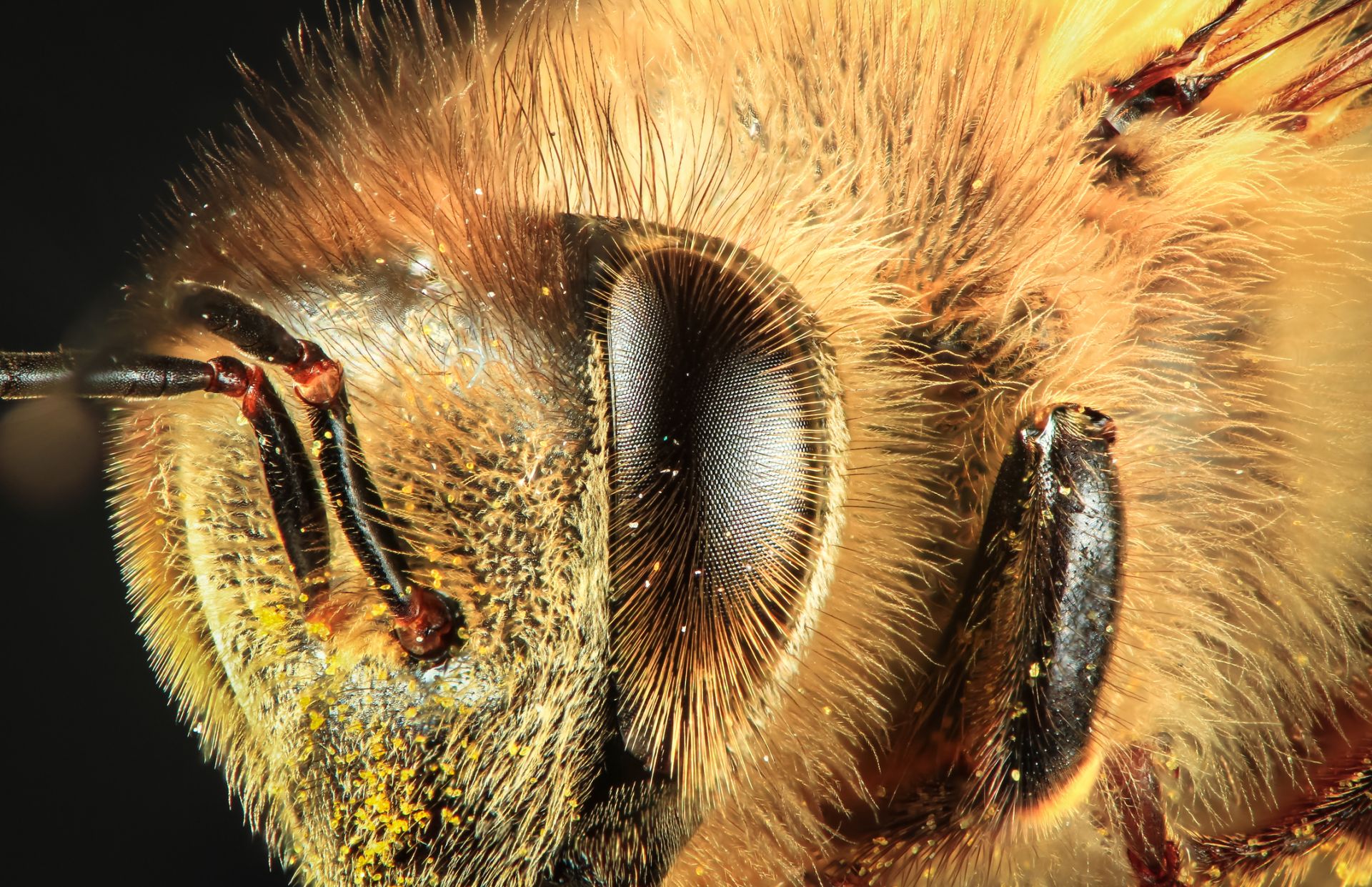 Очите на пчела